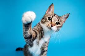 A cute cat